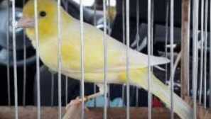 Kolik let žije kenar, canary